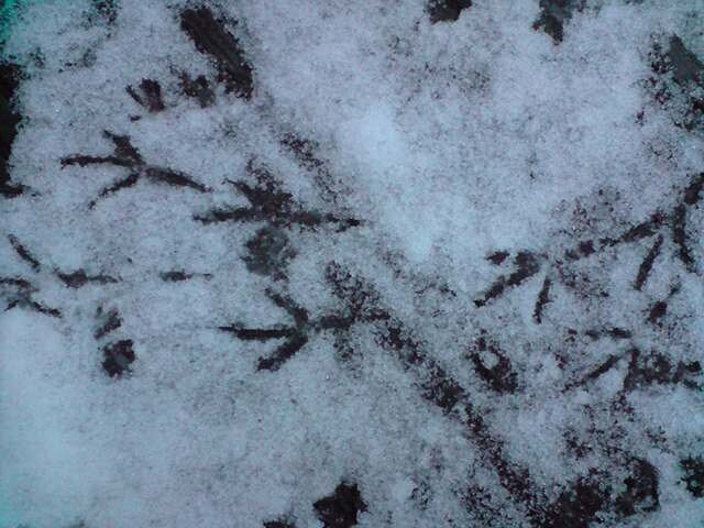 wild animal paw  prints in the snow